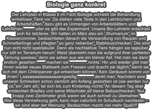 Biologie ganz konkret  Der Lehrplan in Klasse 6 im Fach Biologie schreibt die Behandlung wirbelloser Tiere vor. Da stehen viele Texte in den Lehrbchern und Arbeitsheften, dazu gibt es Unmengen von Arbeitsblttern und Lehrfilmenoder es gibt das Experiment. Unsere Bio-Lehrerin entschied sich fr letzteres. Wir hatten im Mrz also ein Wurmarium im Klassenzimmer, beobachteten danach die Verwandlung von Raupen und Schmetterlinge und pflegten so ganz nebenbei Stabheuschrecken. Die sind nun echt nicht spektakulr. Denn als nachtaktive Tiere hngen sie tagsber nur still im Terrarium herum. Meist bersieht man sie aufgrund ihrer perfekten Tarnung sowieso, denn sie sehen aus wie ein kleiner Ast. Hat man sie dann endlich gesehen..machen sie..nichts. Hin und wieder gibt man ihnen wieder neues Blattwerk zum Fressen und duscht sie tglich, damit sie sich mit dem Chitinpanzer gut entwickeln knnen. Kein Gerusch kommt von ihnen. Laaaaaaaaaaaaaaaangweilig.denkt man. Nachdem eine unserer Schrecken schon ziemlich am Anfang gestorben ist (sie werden nur ca. ein Jahr alt), tat sich bis zum Kindertag nichts. An diesem Tag aber entdeckten Bradley und seine Mitschler elf kleine Babyschrecken. Nur knapp zwei Zentimeter gro waren sie auch schnell zu bersehen.  Wie diese Vermehrung geht, kann man natrlich im Schulbuch nachlesen  wir sind aber der Meinung: Beobachten macht viel mehr Spa!!!